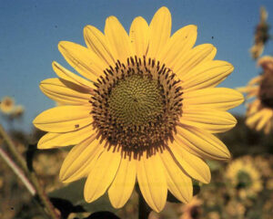 Sunflower in proportion